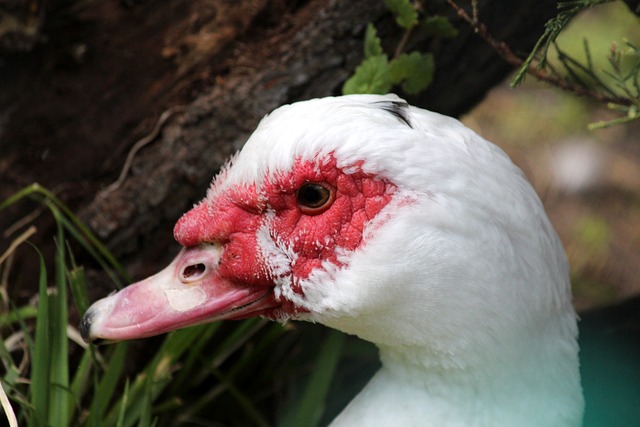 大的影响力 大的影响力